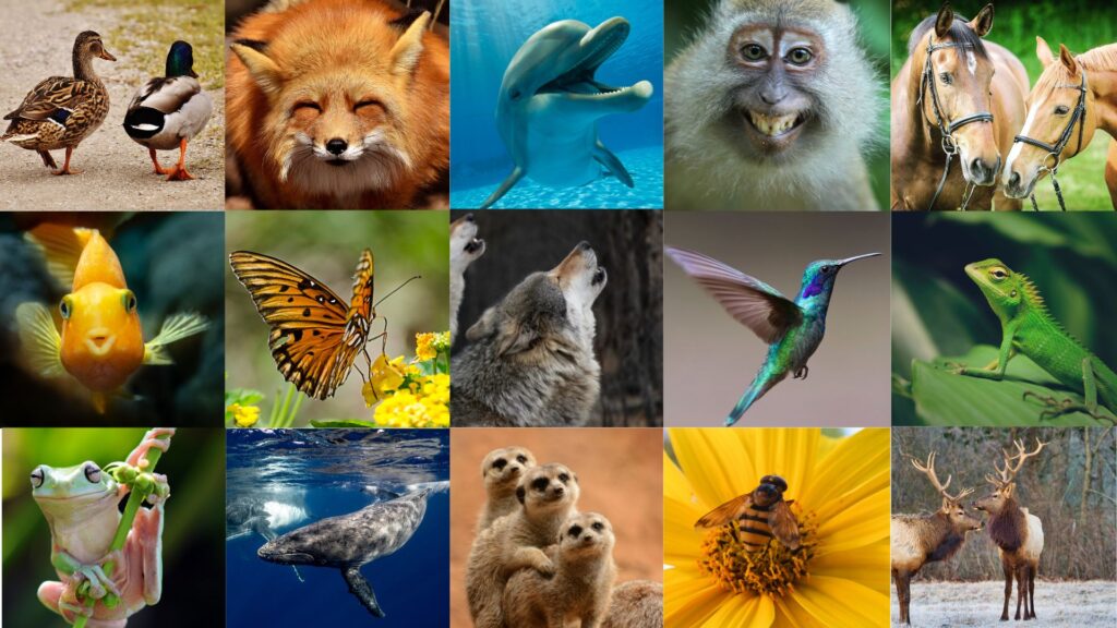 como se comunican los animales