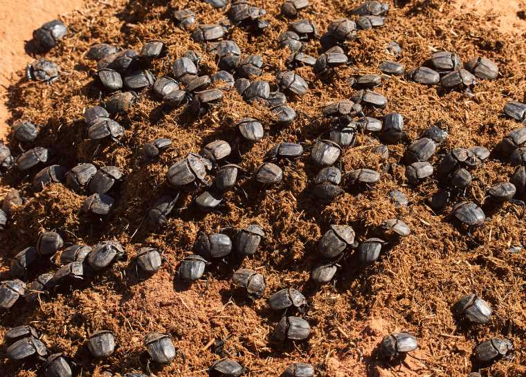insectos en el parlamento